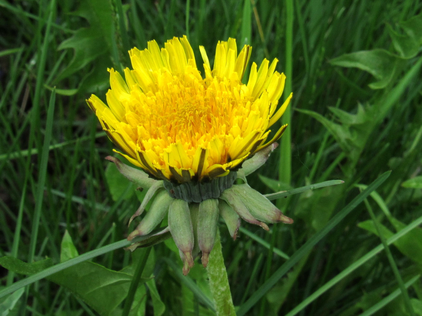 Изображение особи Taraxacum printzii.