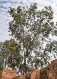 genus Eucalyptus. Цветущее дерево. Марокко, обл. Драа - Тафилалет, г. Варзазат, в культуре. 01.01.2023.