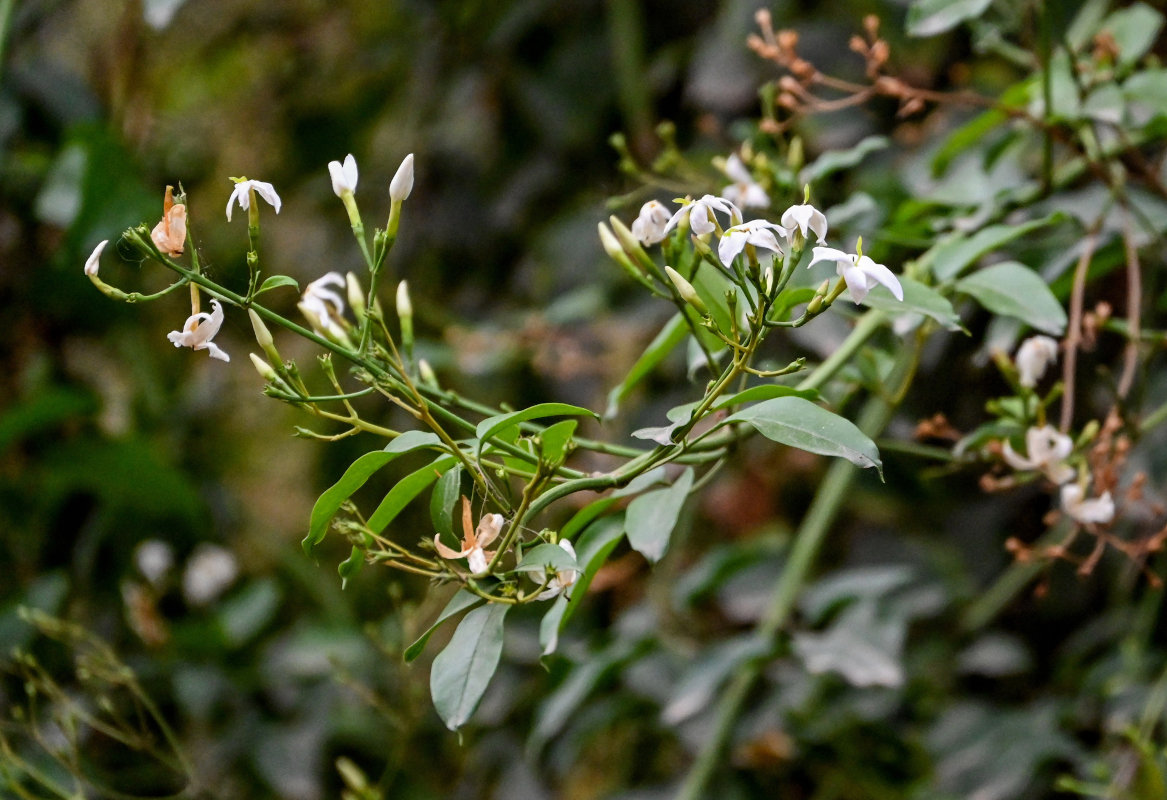 Image of Jasminum azoricum specimen.