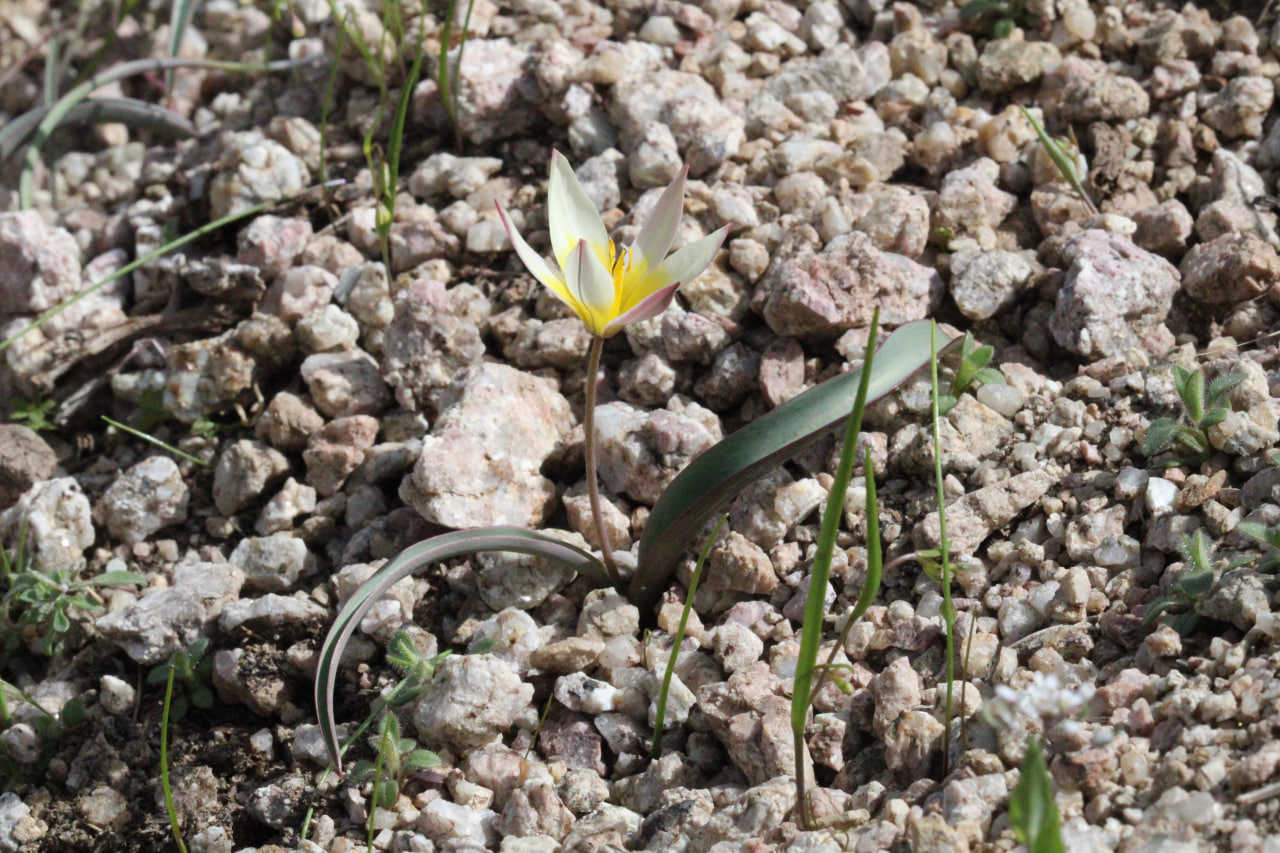 Изображение особи Tulipa turkestanica.