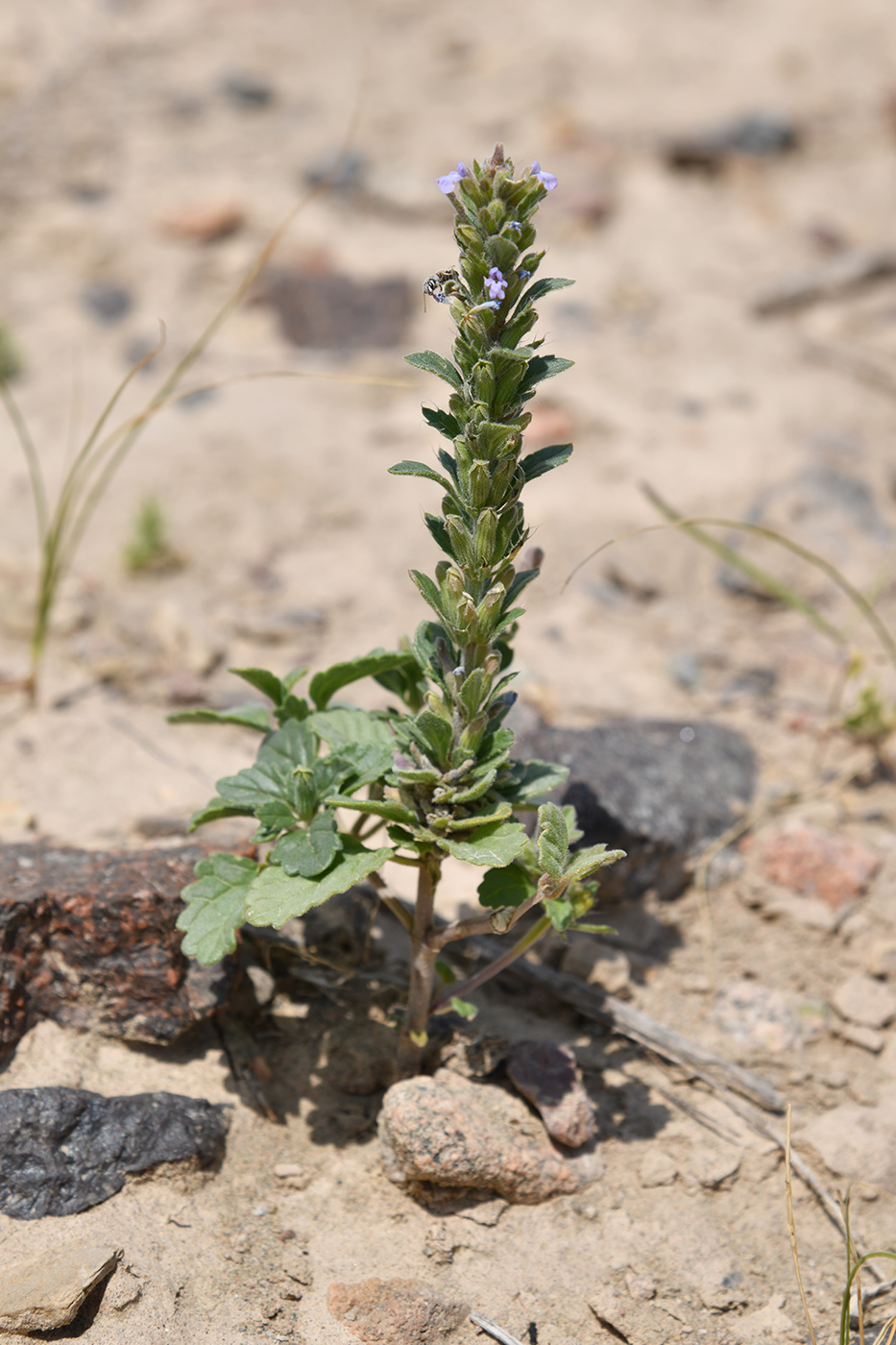 Image of Lallemantia royleana specimen.