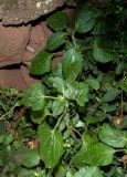 Ageratum houstonianum