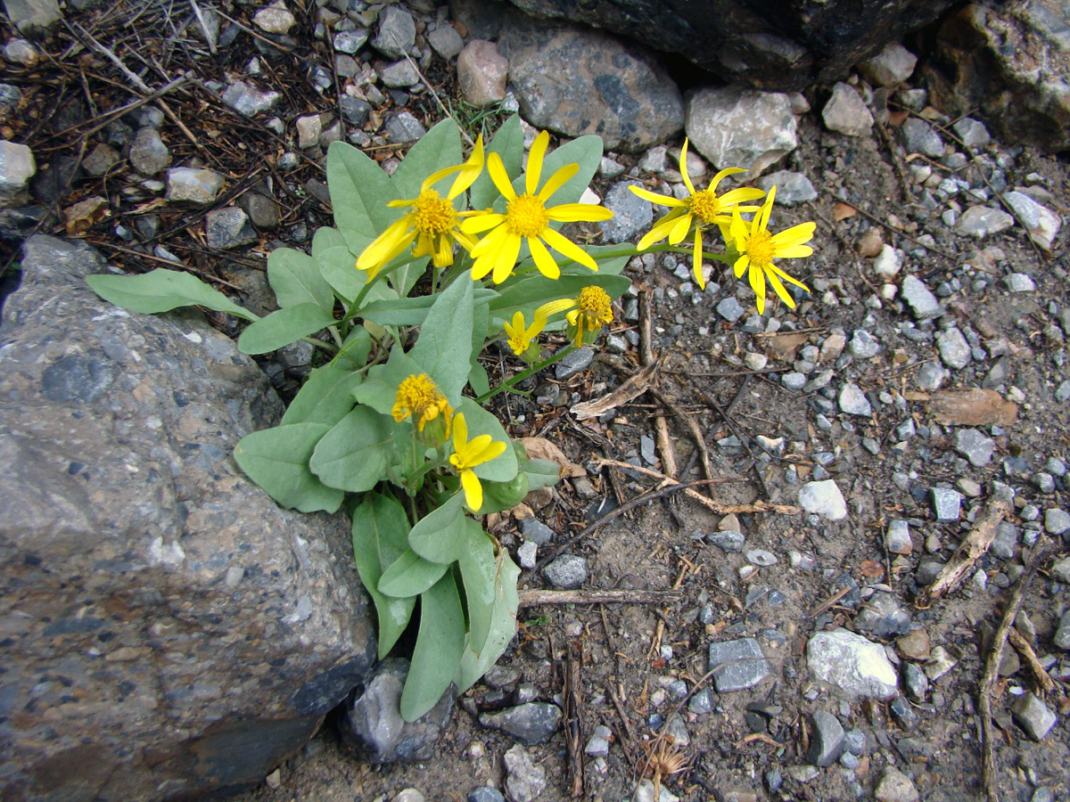 Image of Senecio paulsenii specimen.