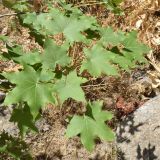 Acer turkestanicum