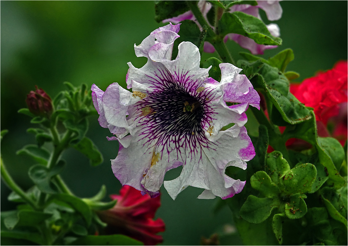 Image of Petunia &times; hybrida specimen.