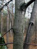 Betula kotulae