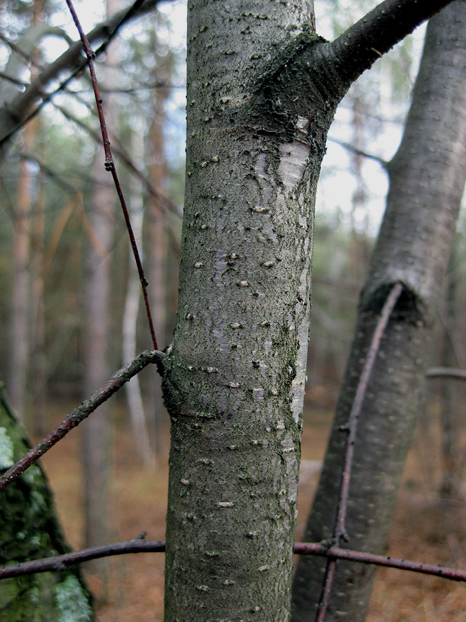 Image of Betula kotulae specimen.