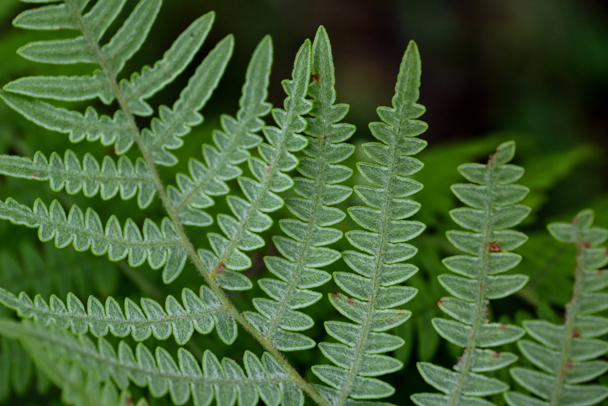 Image of Pteridium tauricum specimen.