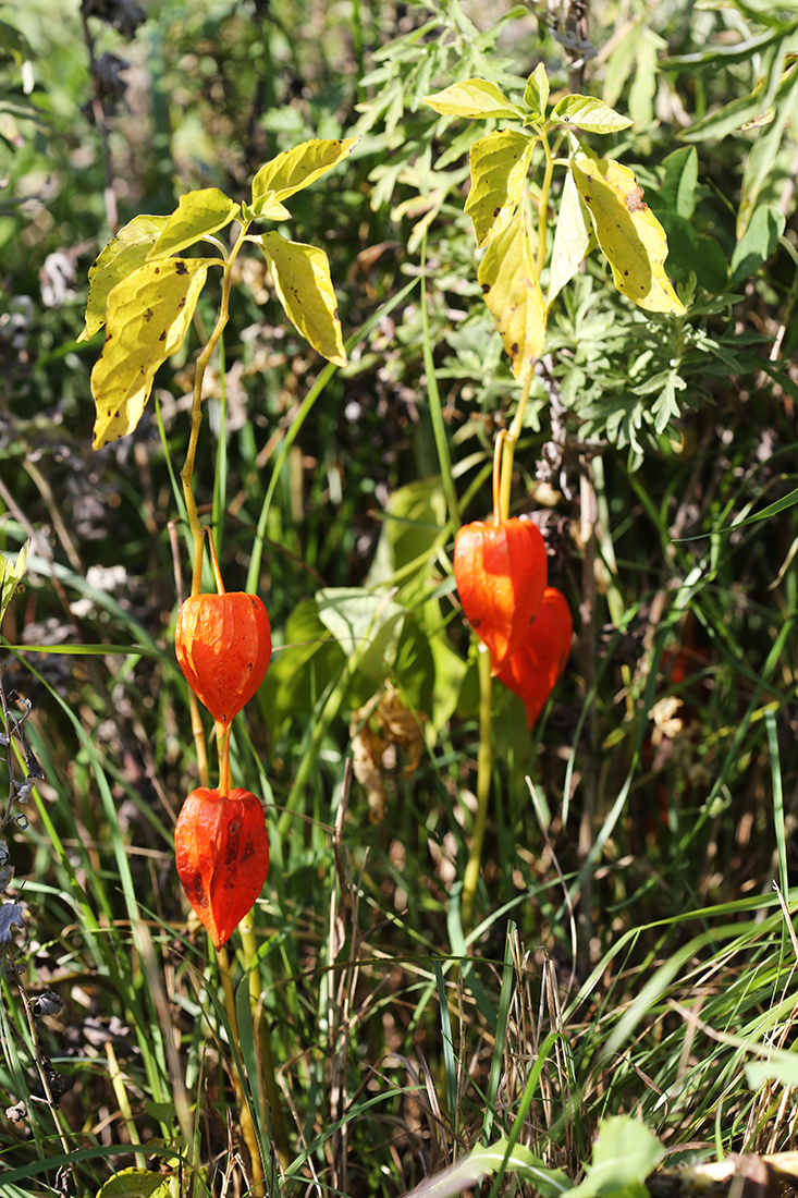 Image of Alkekengi officinarum var. franchetii specimen.