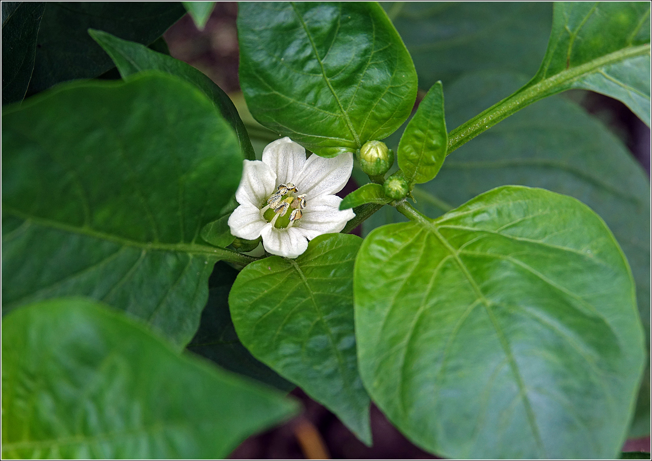 Изображение особи Capsicum annuum.