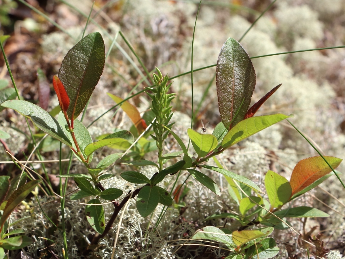 Image of Salix hastata specimen.