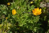 Pulsatilla aurea