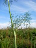 Anethum graveolens. Средняя часть побега. Томск, стихийная свалка бытового мусора. 14.08.2012.