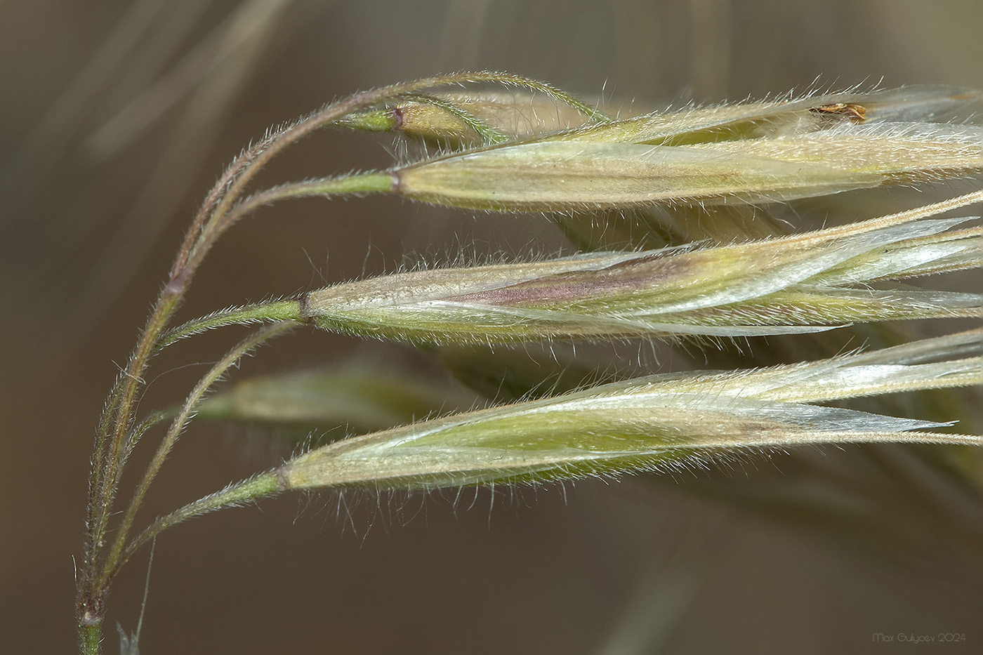 Изображение особи Anisantha tectorum.