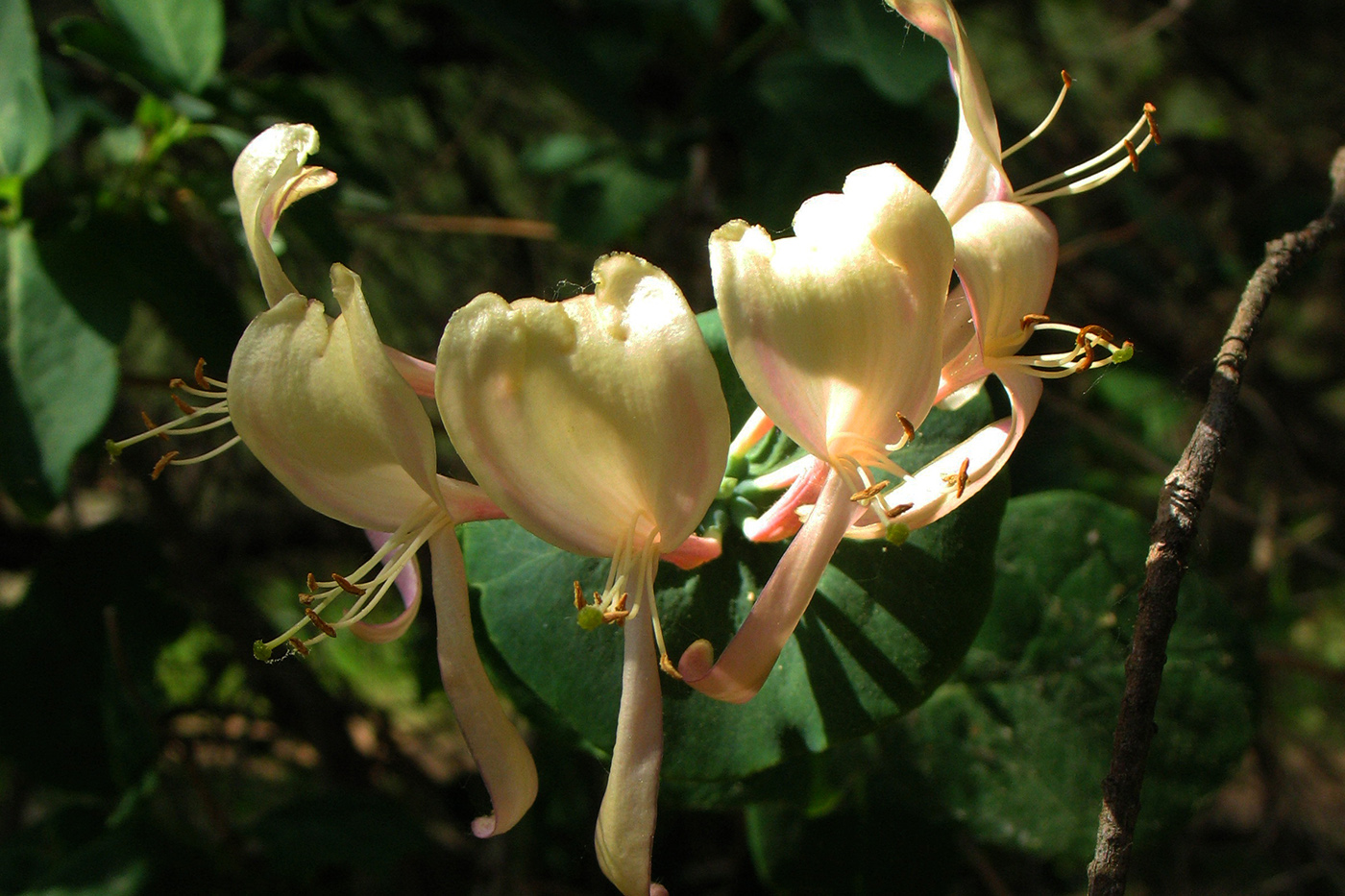 Изображение особи Lonicera periclymenum.