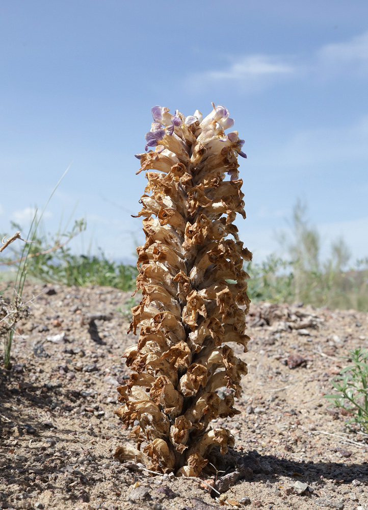 Image of Cistanche salsa specimen.