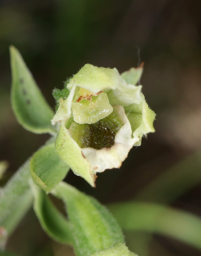 Image of Epipactis krymmontana specimen.