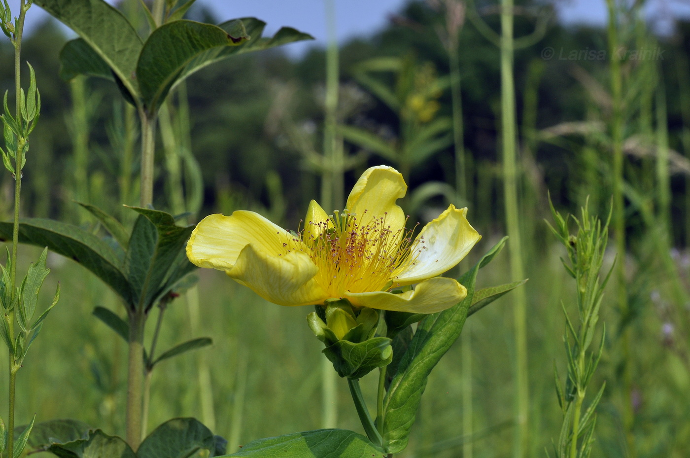 Image of Hypericum ascyron specimen.