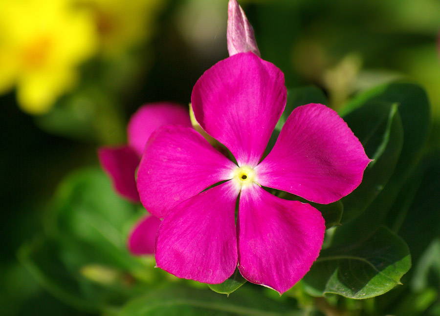 Image of Catharanthus roseus specimen.