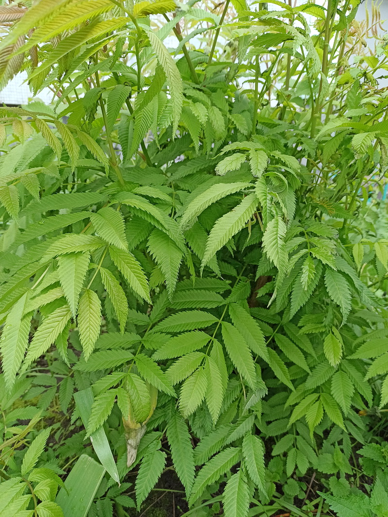 Image of Sorbaria sorbifolia specimen.