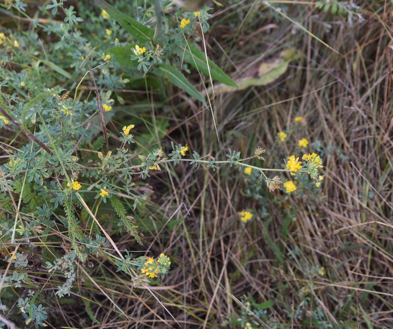 Изображение особи Medicago falcata.