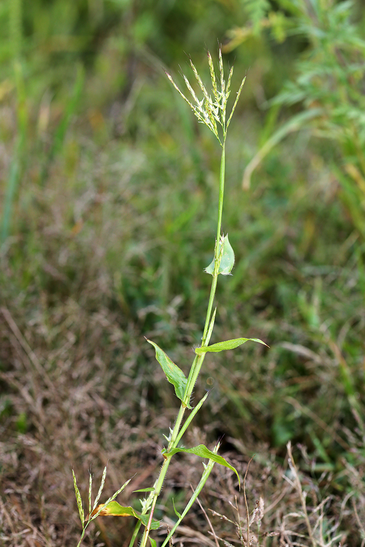 Image of Arthraxon langsdorffii specimen.