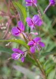 Chamaenerion angustifolium