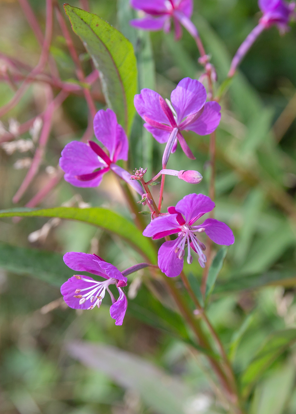 Image of Chamaenerion angustifolium specimen.