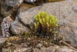 род Bryum