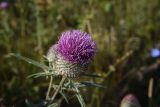 Cirsium polonicum. Соцветие. Липецкая обл., Данковский р-н, окр. дер. Масловка, 1 км выше устья р. Паники, обочина грунтовой дороги у лесополосы. 3 августа 2024 г.