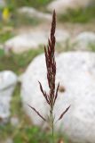 Calamagrostis balkharica. Соплодие. Кабардино-Балкария, Черекский р-н, окр. с/п Верхняя Балкария, берег р. Псыгансу, ≈ 2100 м н.у.м., среди валунов. 31.07.2024.