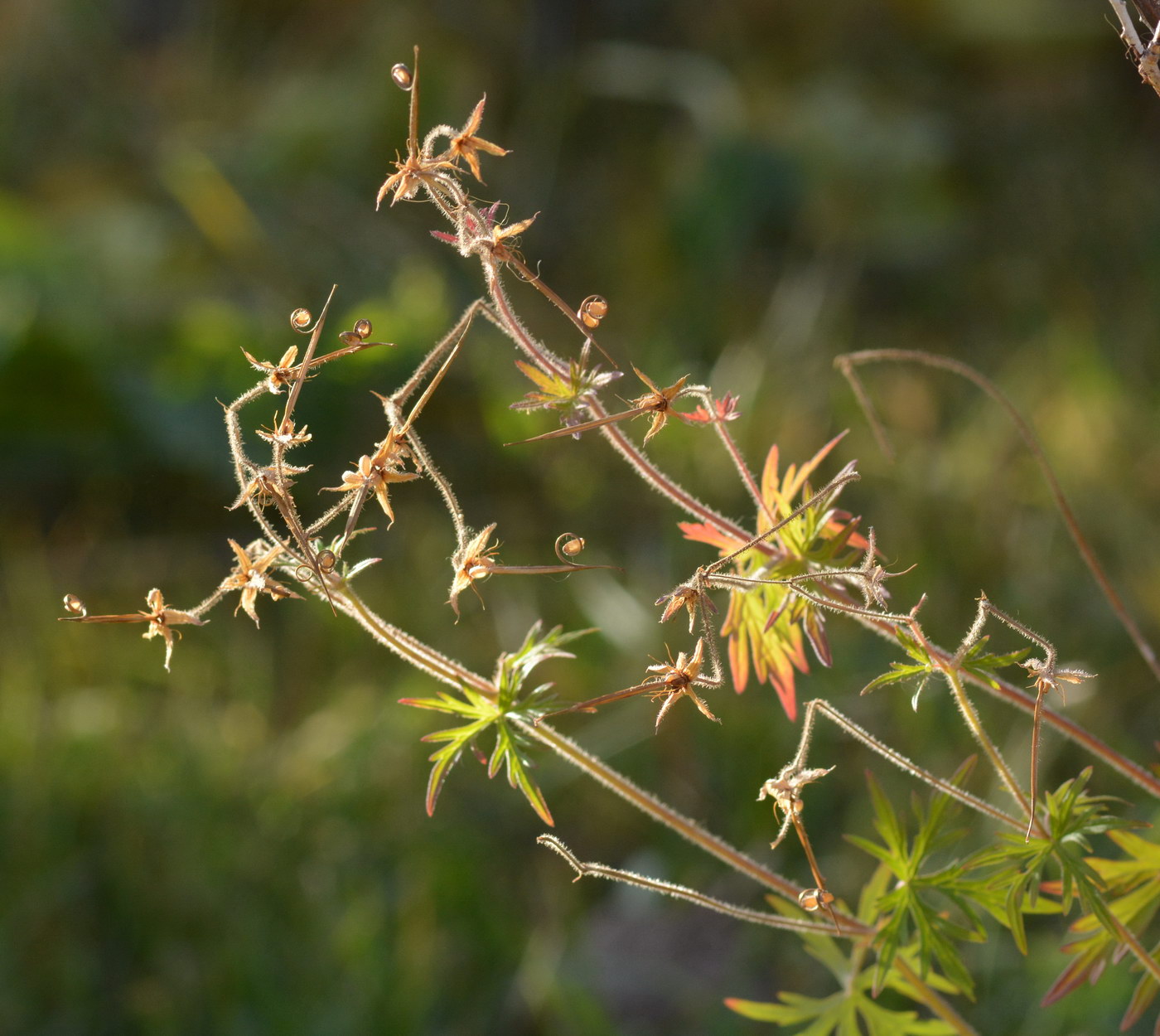 Image of genus Geranium specimen.