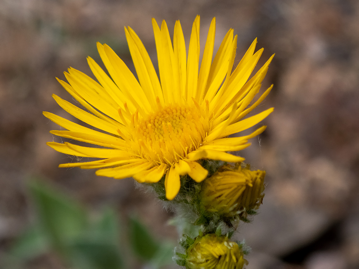 Image of Inula oculus-christi specimen.