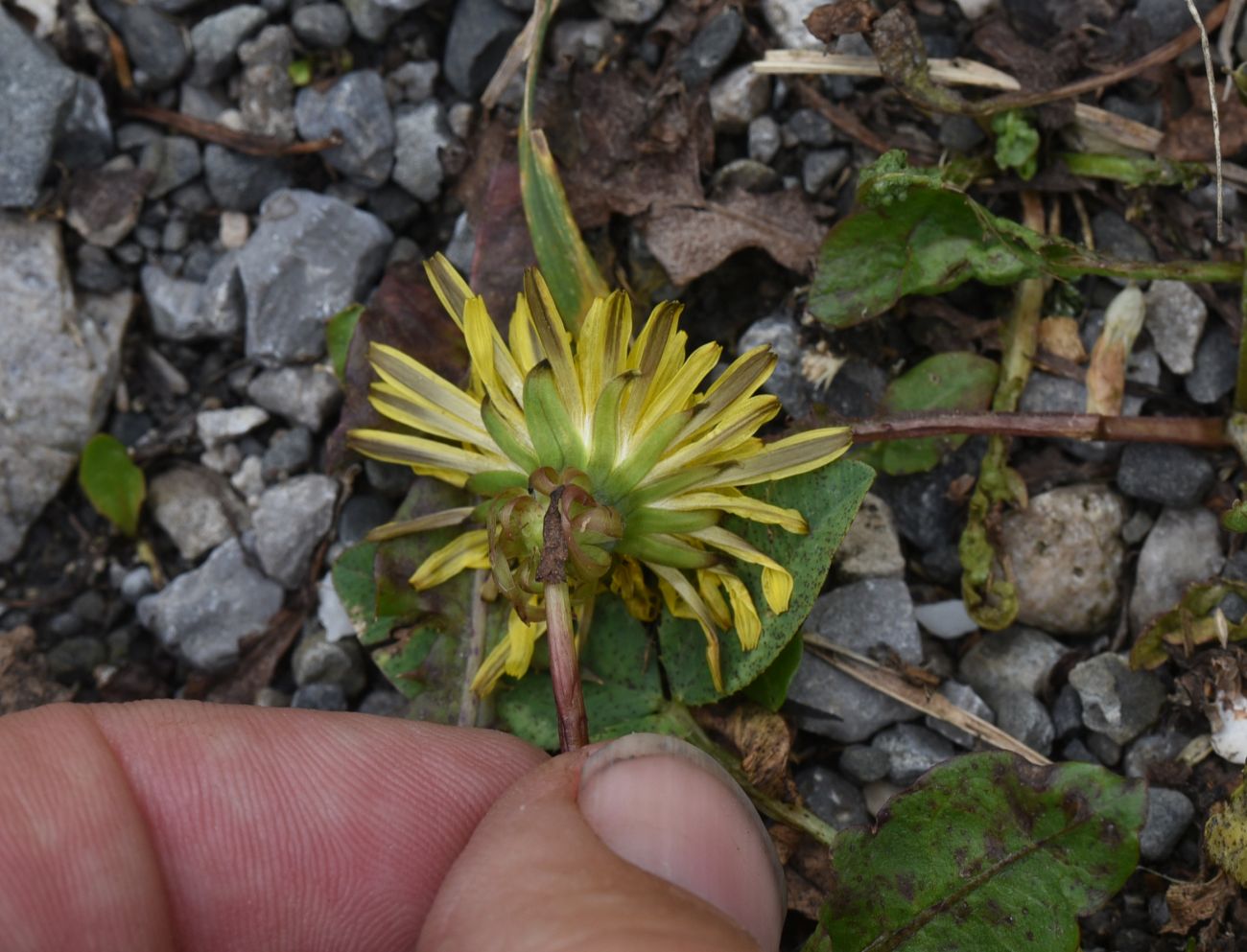 Изображение особи род Taraxacum.