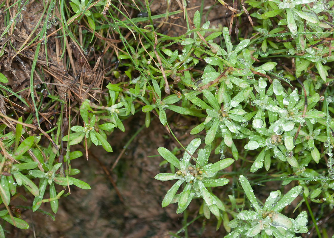 Image of Gnaphalium uliginosum specimen.