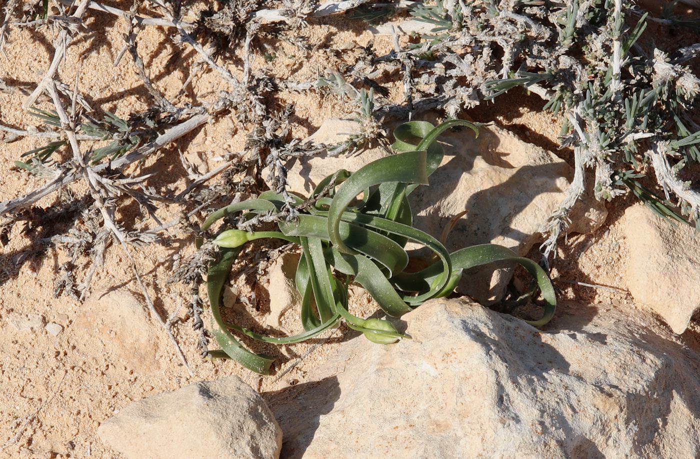 Image of Allium blomfieldianum specimen.