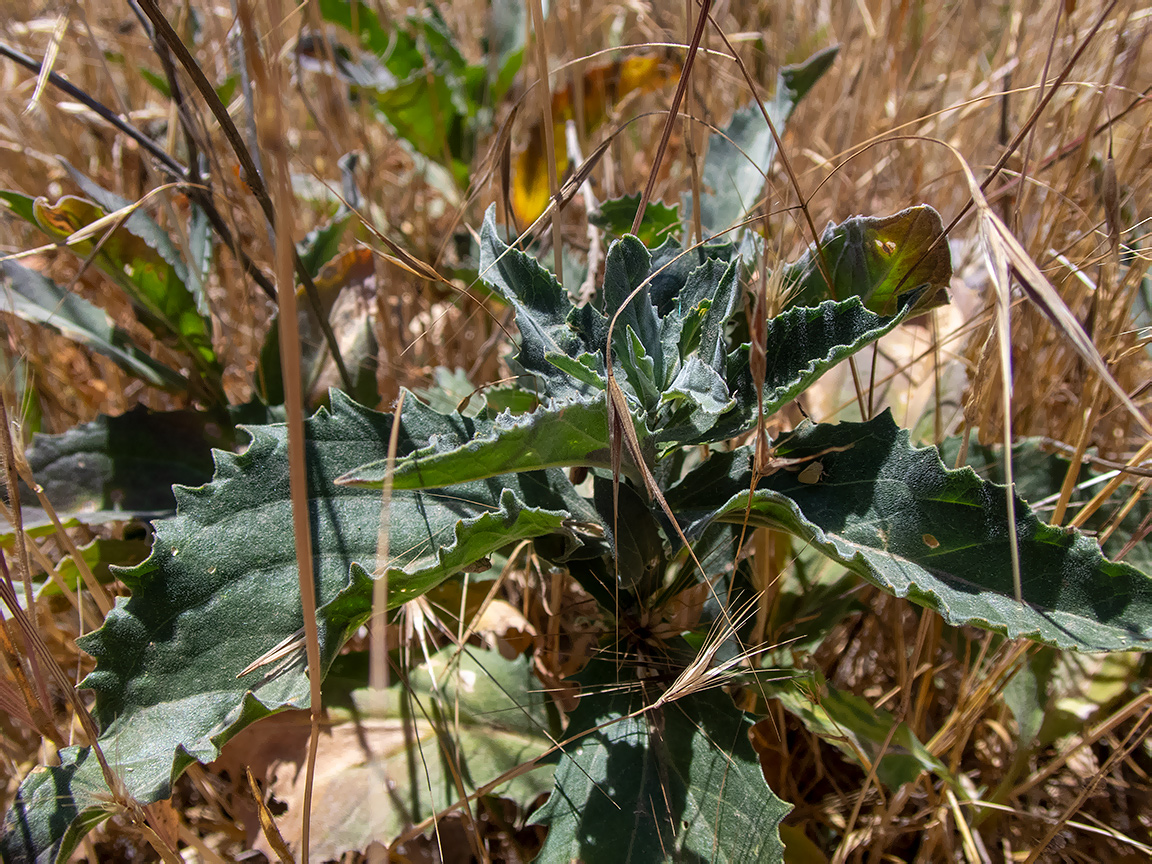 Изображение особи Cardaria draba.