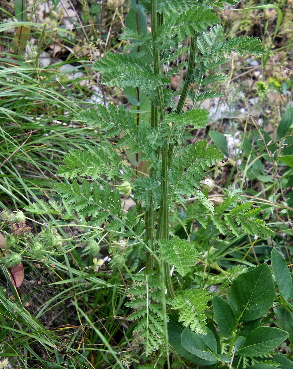 Image of Pyrethrum corymbosum specimen.