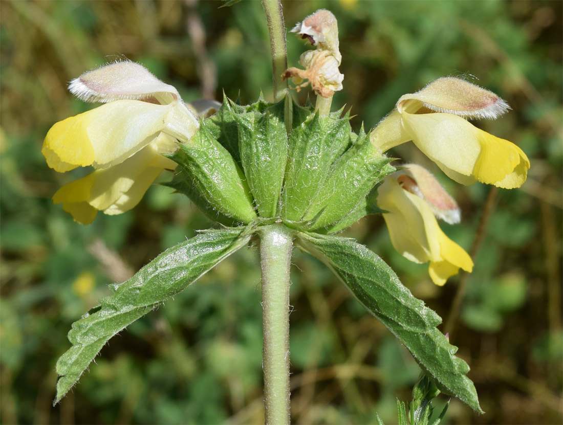 Image of Phlomoides labiosa specimen.