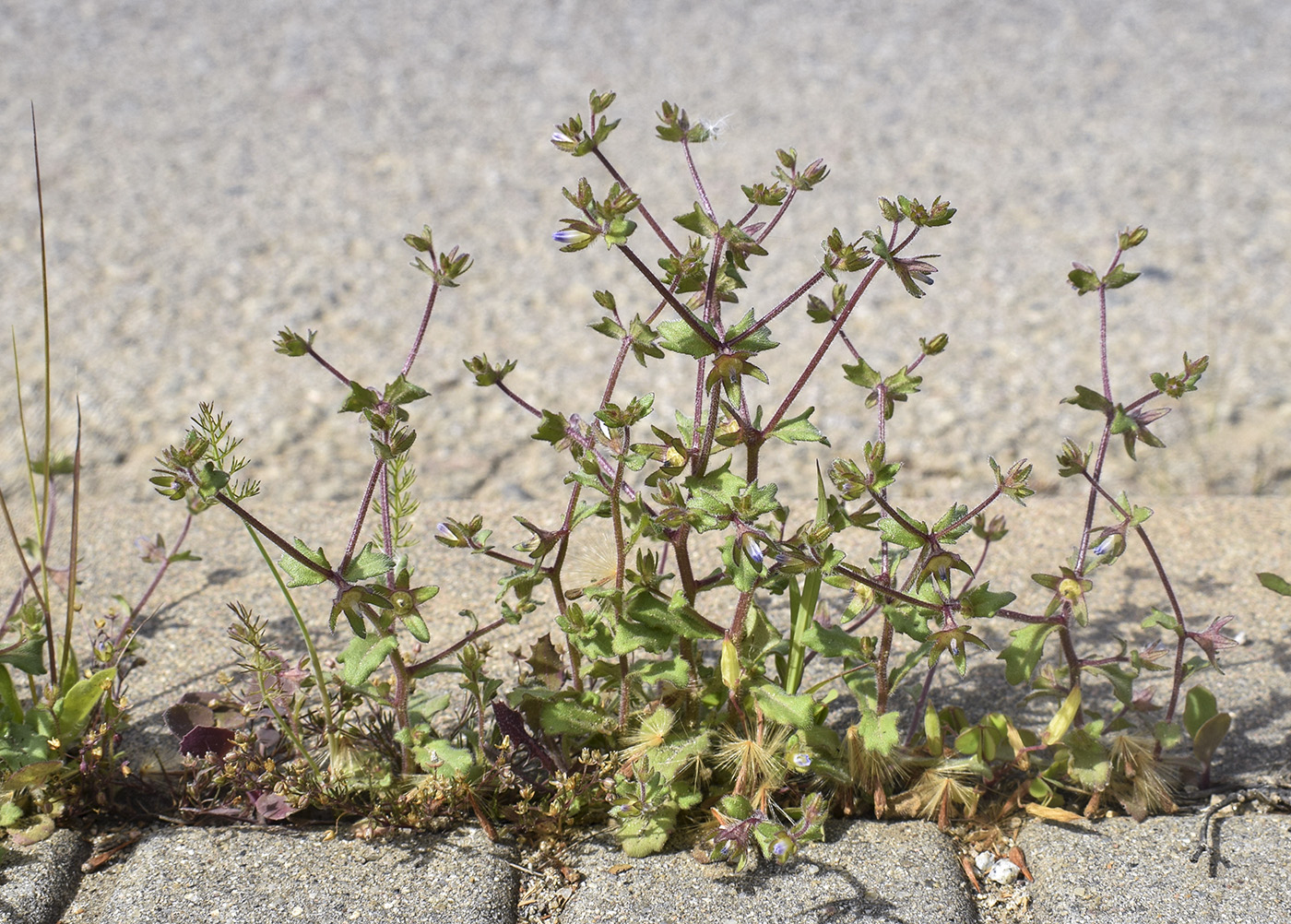 Image of Campanula erinus specimen.