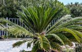 View full-size image Cycas revoluta