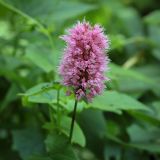 View full-size image Bistorta carnea