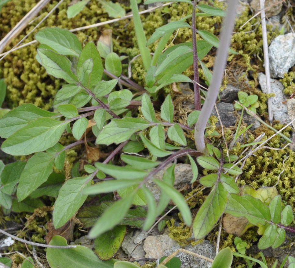 Изображение особи род Valeriana.