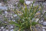View full-size image genus Ornithogalum