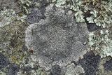 View full-size image division Ascomycota