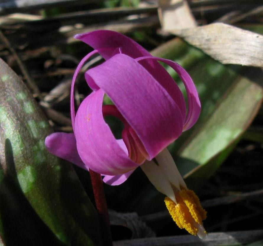 Изображение особи Erythronium sajanense.