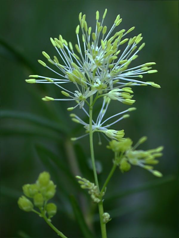 Image of Thalictrum lucidum specimen.