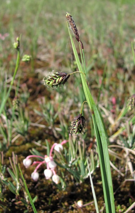 Изображение особи Carex paupercula.