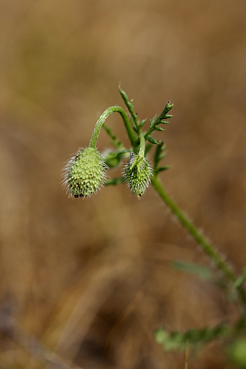 Image of Papaver pavoninum specimen.