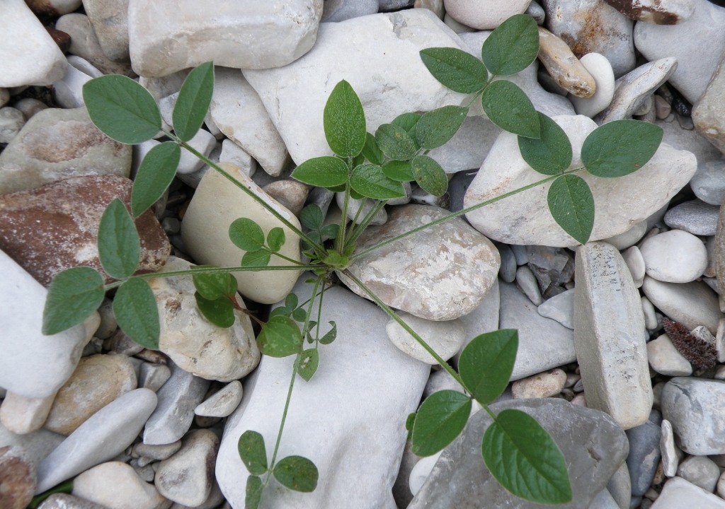 Image of Psoralea bituminosa ssp. pontica specimen.